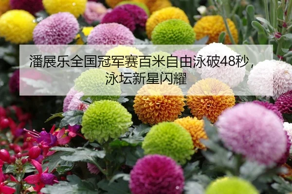 潘展乐全国冠军赛百米自由泳破48秒，泳坛新星闪耀